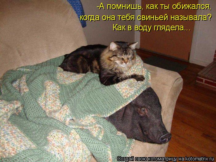 -А помнишь, как ты обижался, когда она тебя свиньей называла? Как в воду глядела...... Котоматрица: -А помнишь, как ты обижался, когда она тебя свиньей называла? Как в воду глядела...