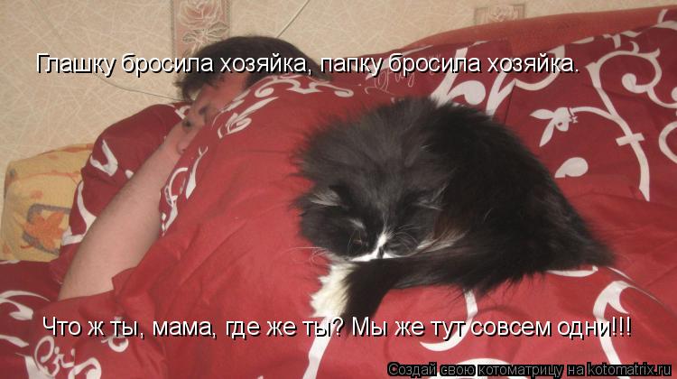 Глашку бросила хозяйка, папку бросила хозяйка. Что ж ты, мама, где же ты? Мы же тут совсем одни!!!... Котоматрица: Глашку бросила хозяйка, папку бросила хозяйка. Что ж ты, мама, где же ты? Мы же тут совсем одни!!!
