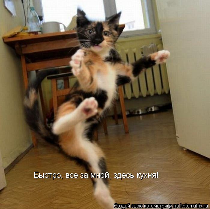 Быстро, все за мной, здесь кухня!... Котоматрица: Быстро, все за мной, здесь кухня!