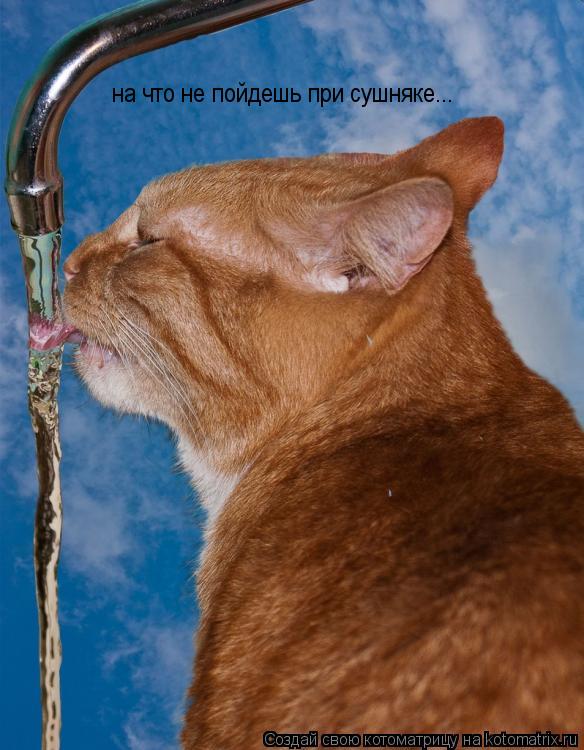 на что не пойдешь при сушняке...... Котоматрица: на что не пойдешь при сушняке...