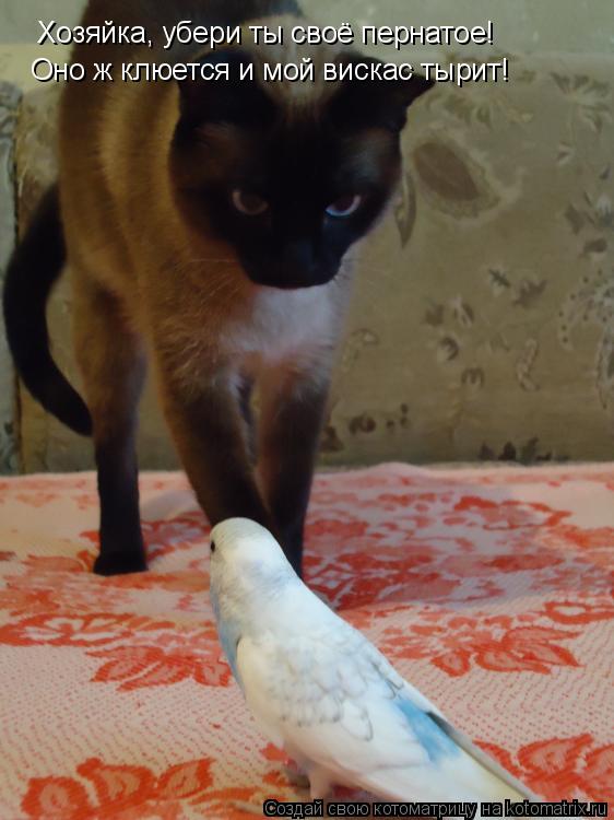 Хозяйка, убери ты своё пернатое! Оно ж клюется и мой вискас тырит!... Котоматрица: Хозяйка, убери ты своё пернатое! Оно ж клюется и мой вискас тырит!