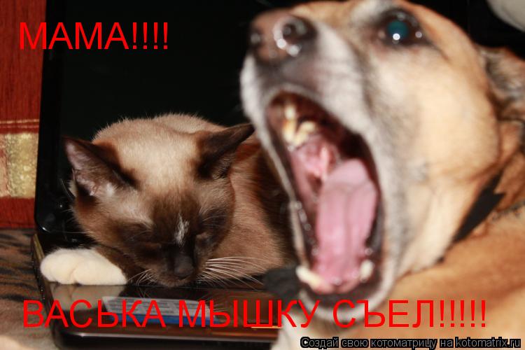 МАМА!!!! ВАСЬКА МЫШКУ СЪЕЛ!!!!!... Котоматрица: МАМА!!!! ВАСЬКА МЫШКУ СЪЕЛ!!!!!