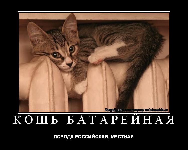 Котоматрица: КОШЬ БАТАРЕЙНАЯ ПОРОДА РОССИЙСКАЯ, МЕСТНАЯ