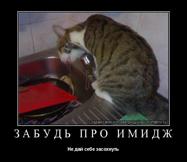 Забудь про имидж Не дай себе засохнуть... Котоматрица: Забудь про имидж Не дай себе засохнуть