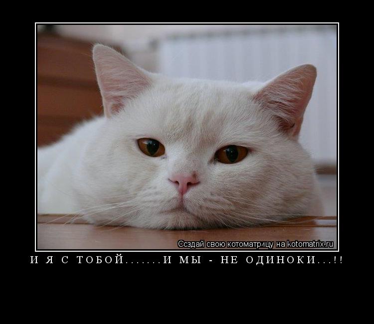 Котоматрица: И я с тобой.......И мы - не одиноки...!! 