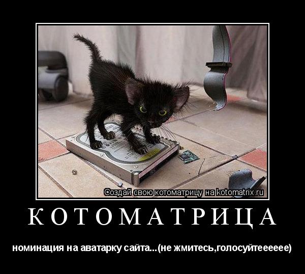 Котоматрица: котоматрица номинация на аватарку сайта...(не жмитесь,голосуйтееееее)