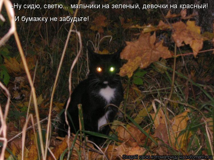 Котоматрица: -Ну сидю, светю... мальчики на зеленый, девочки на красный! И бумажку не забудьте!
