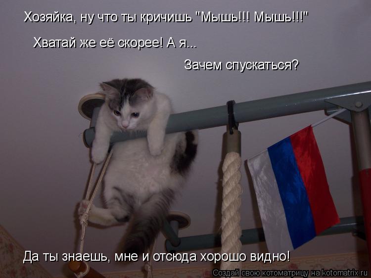 Котоматрица: Хозяйка, ну что ты кричишь "Мышь!!! Мышь!!!" Хватай же её скорее! А я...  Да ты знаешь, мне и отсюда хорошо видно! Зачем спускаться?
