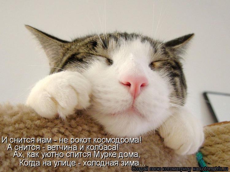 Котоматрица: И снится нам - не рокот космодрома! А снится - ветчина и колбаса! Ах, как уютно спится Мурке дома, Когда на улице - холодная зима...