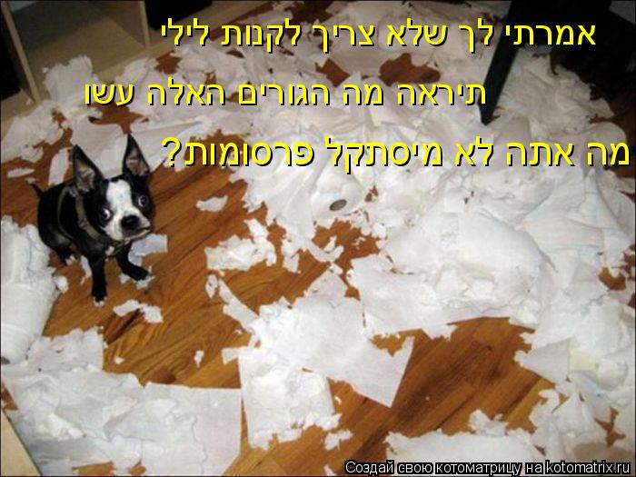 Котоматрица: יליל תונקל ךירצ אלש ךל ית