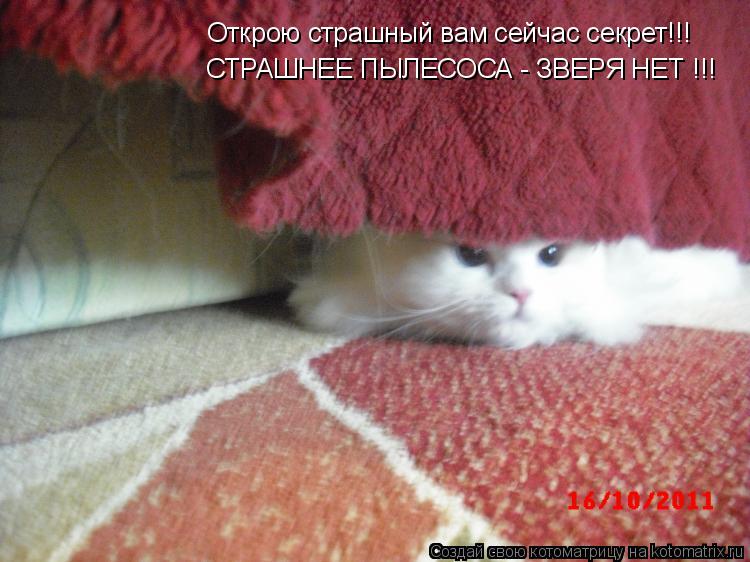 Котоматрица: Открою страшный вам сейчас секрет!!! СТРАШНЕЕ ПЫЛЕСОСА - ЗВЕРЯ НЕТ !!!