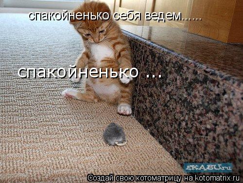 Котоматрица: спакойненько себя ведем...... спакойненько ...
