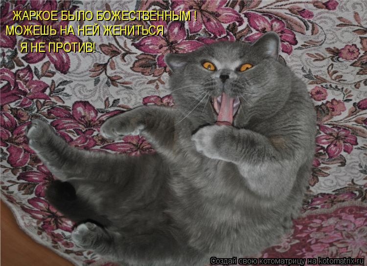 Котоматрица: ЖАРКОЕ БЫЛО БОЖЕСТВЕННЫМ ! МОЖЕШЬ НА НЕЙ ЖЕНИТЬСЯ Я НЕ ПРОТИВ!