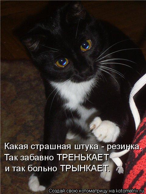 Котоматрица: Какая страшная штука - резинка. Так забавно ТРЕНЬКАЕТ и так больно ТРЫНКАЕТ.
