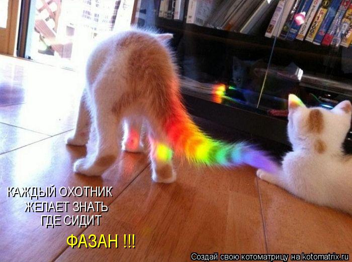 Котоматрица: КАЖДЫЙ ОХОТНИК ЖЕЛАЕТ ЗНАТЬ ГДЕ СИДИТ ФАЗАН !!!