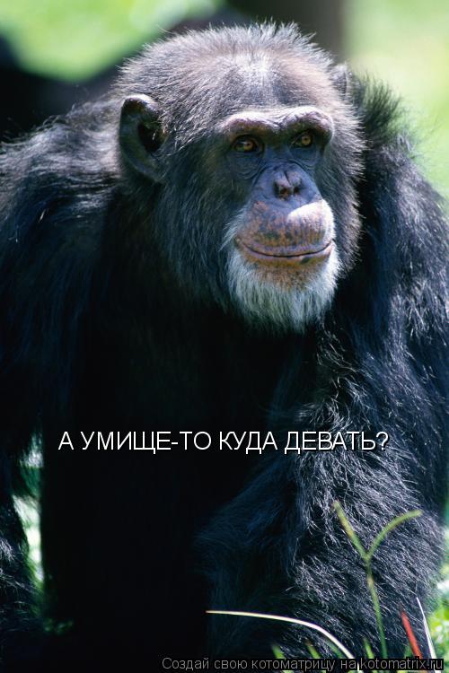 А УМИЩЕ-ТО КУДА ДЕВАТЬ?... Котоматрица: А УМИЩЕ-ТО КУДА ДЕВАТЬ?