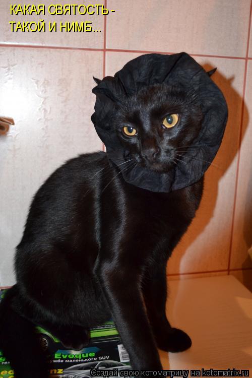 КАКАЯ СВЯТОСТЬ - ТАКОЙ И НИМБ...... Котоматрица: КАКАЯ СВЯТОСТЬ - ТАКОЙ И НИМБ...