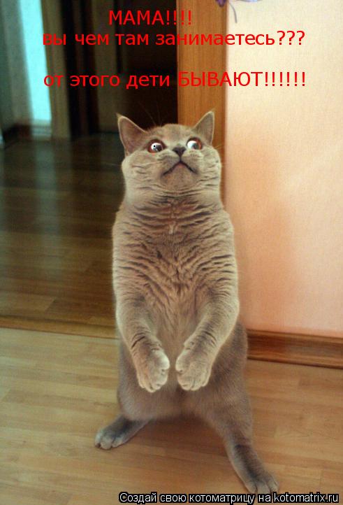 Бедный кот узнал. откуда берутся ДЕТИ МАМА!!!! вы чем там занимаетесь??? от этого дети БЫВАЮТ!!!!!!... Котоматрица: Бедный кот узнал. откуда берутся ДЕТИ МАМА!!!! вы чем там занимаетесь??? от этого дети БЫВАЮТ!!!!!!
