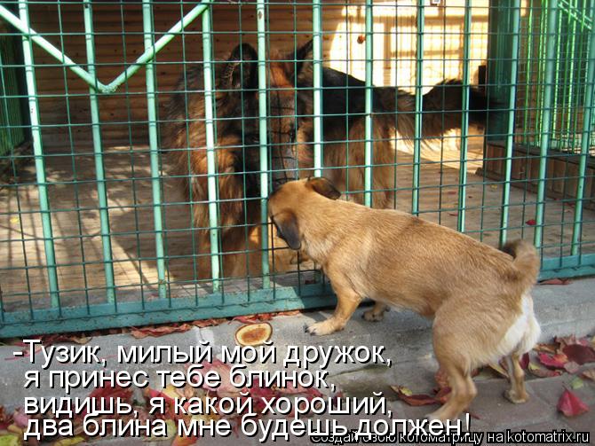 -Тузик, милый мой дружок, я принес тебе блинок, видишь, я какой хороший, два блина мне будешь должен!... Котоматрица: -Тузик, милый мой дружок, я принес тебе блинок, видишь, я какой хороший, два блина мне будешь должен!