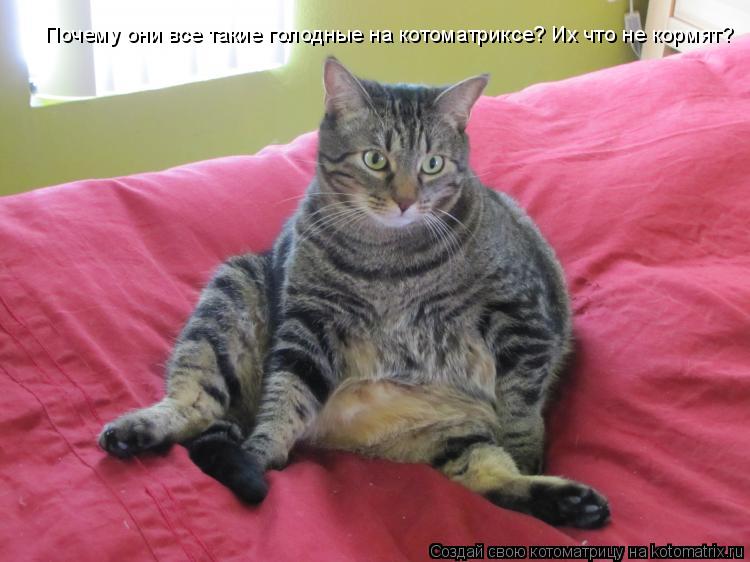Почему они все такие голодные на котоматриксе? Их что не кормят?... Котоматрица: Почему они все такие голодные на котоматриксе? Их что не кормят?