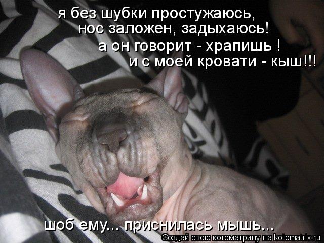 нос заложен, задыхаюсь! и с моей кровати - кыш!!! а он говорит - храпишь ! я без шубки простужаюсь, ... Котоматрица: нос заложен, задыхаюсь! и с моей кровати - кыш!!! а он говорит - храпишь ! я без шубки простужаюсь, шоб ему... приснилась мышь...