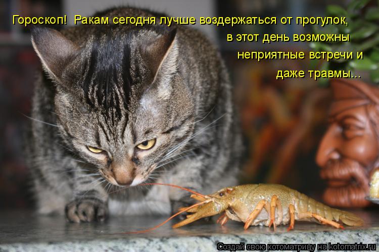 Гороскоп! Ракам сегодня лучше воздержаться от прогулок, в этот день возможны неприятные встречи и ... Котоматрица: Гороскоп! Ракам сегодня лучше воздержаться от прогулок, в этот день возможны неприятные встречи и даже травмы...