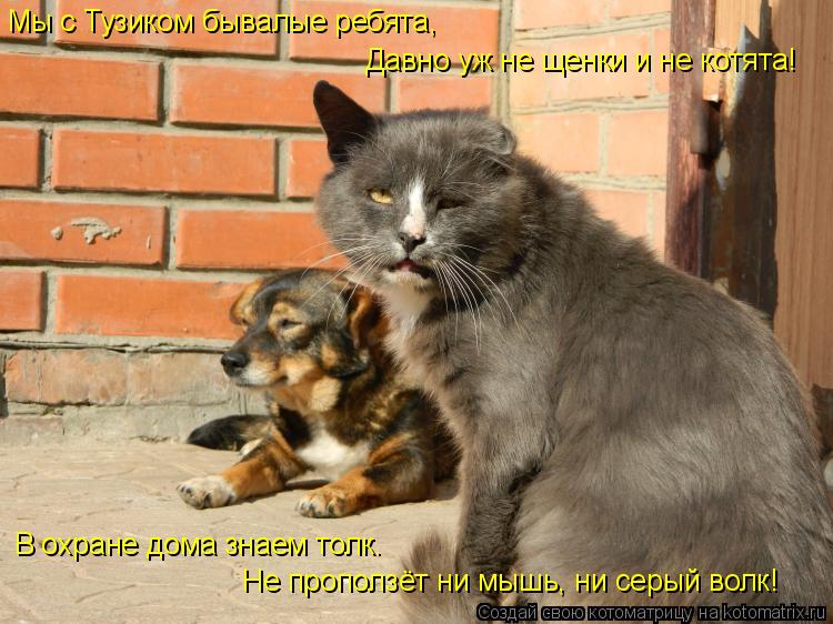 Мы с Тузиком бывалые ребята, Давно уж не щенки и не котята! В охране дома знаем толк. Не проползёт ни... Котоматрица: Мы с Тузиком бывалые ребята, Давно уж не щенки и не котята! В охране дома знаем толк. Не проползёт ни мышь, ни серый волк!