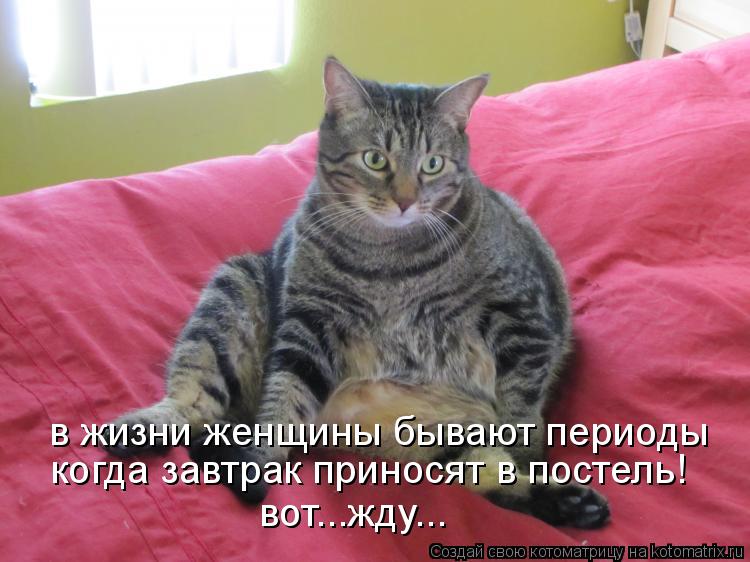 в жизни женщины бывают периоды когда завтрак приносят в постель! вот...жду...... Котоматрица: в жизни женщины бывают периоды когда завтрак приносят в постель! вот...жду...