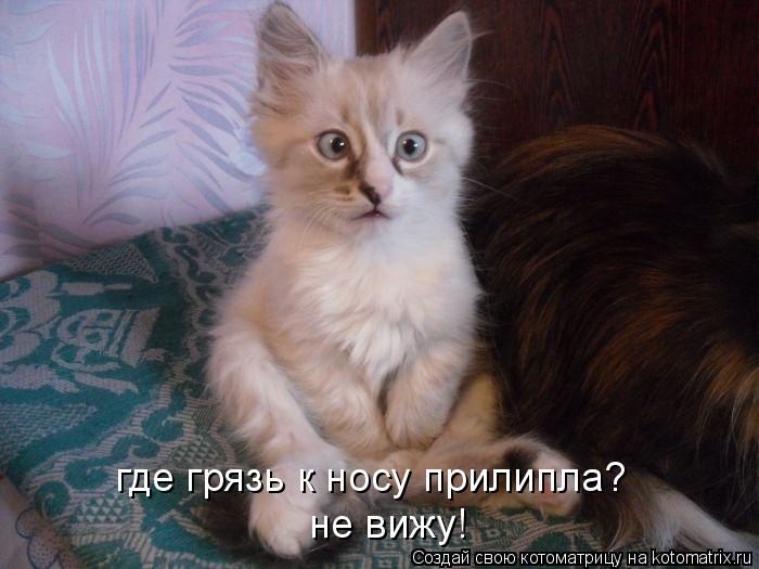 где грязь к носу прилипла? не вижу!... Котоматрица: где грязь к носу прилипла? не вижу!