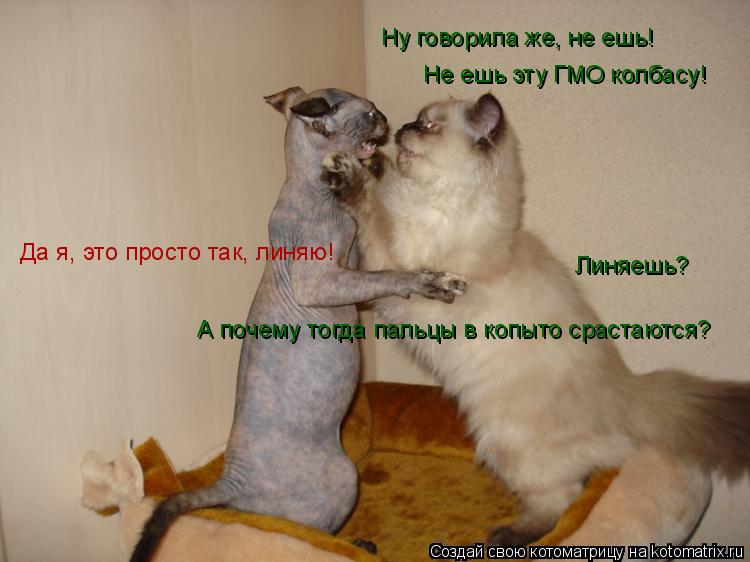 Ну говорила же, не ешь! Не ешь эту ГМО колбасу! Линяешь? Да я, это просто так, линяю! А почему тогда ... Котоматрица: Ну говорила же, не ешь! Не ешь эту ГМО колбасу! Линяешь? Да я, это просто так, линяю! А почему тогда пальцы в копыто срастаются?