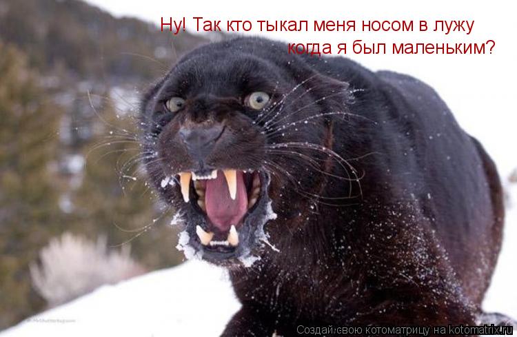 Ну! Так кто тыкал меня носом в лужу когда я был маленьким?... Котоматрица: Ну! Так кто тыкал меня носом в лужу когда я был маленьким?