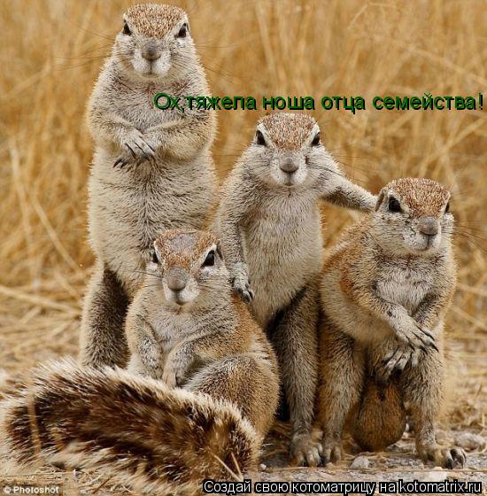 Ох,тяжела ноша отца семейства!... Котоматрица: Ох,тяжела ноша отца семейства!