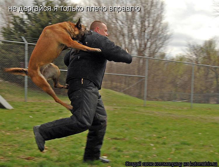 не дергайся я только плечо вправлю... Котоматрица: не дергайся я только плечо вправлю