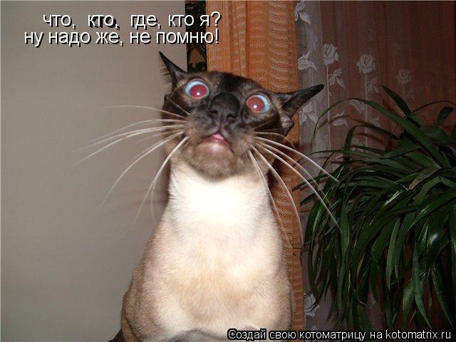 что, кто, кто, где, кто я? ну надо же, не помню!... Котоматрица: что, кто, кто, где, кто я? ну надо же, не помню!
