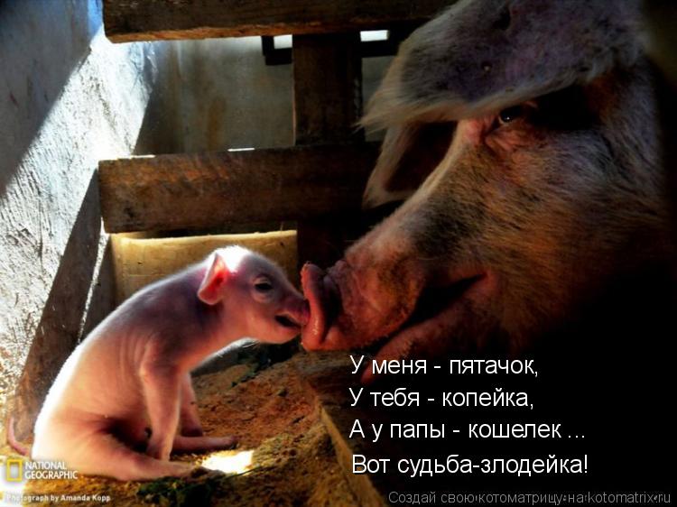 У тебя - копейка, У меня - пятачок, А у папы - кошелек ... Вот судьба-злодейка!... Котоматрица: У тебя - копейка, У меня - пятачок, А у папы - кошелек ... Вот судьба-злодейка!