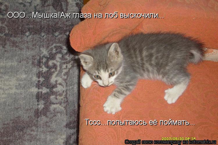 ООО...Мышка!Аж глаза на лоб выскочили... Тссс...попытаюсь её поймать...... Котоматрица: ООО...Мышка!Аж глаза на лоб выскочили... Тссс...попытаюсь её поймать...