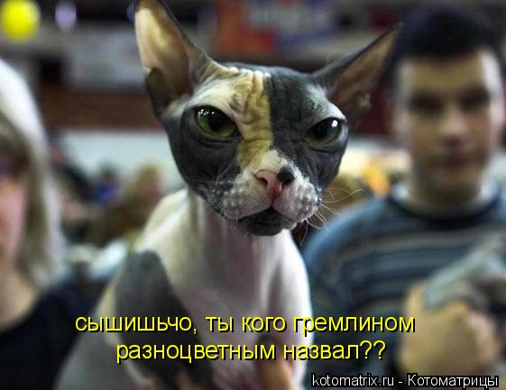 сышишьчо, ты кого гремлином разноцветным назвал??... Котоматрица: сышишьчо, ты кого гремлином разноцветным назвал??