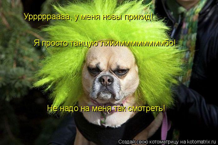 Котоматрица: Уррррраааа, у меня новы прикид! Не надо на меня так смотреть! Я просто танцую лиииммммммммбо!