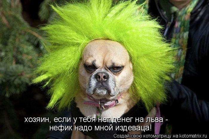 Котоматрица: хозяин, если у тебя нет денег на льва -  нефик надо мной издеваца!