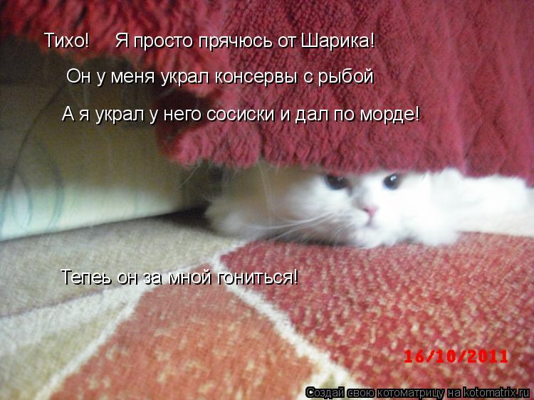 Котоматрица: Тихо! Я просто прячюсь от Шарика! Он у меня украл консервы с рыбой А я украл у него сосиски и дал по морде! Тепеь он за мной гониться!