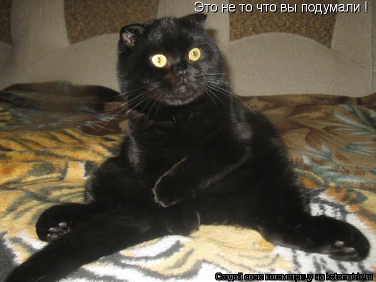 Котоматрица: Это не то что вы подумали !