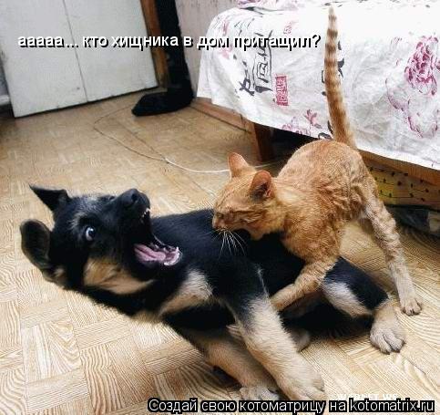 Котоматрица: ааааа... кто хищника в дом притащил?