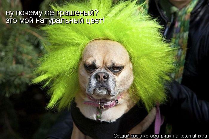 Котоматрица: ну почему же крашеный? это мой натуральный цвет!