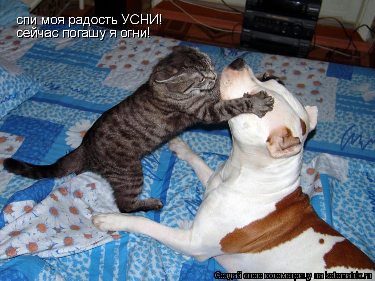 Котоматрица: спи моя радость УСНИ!  сейчас погашу я огни!