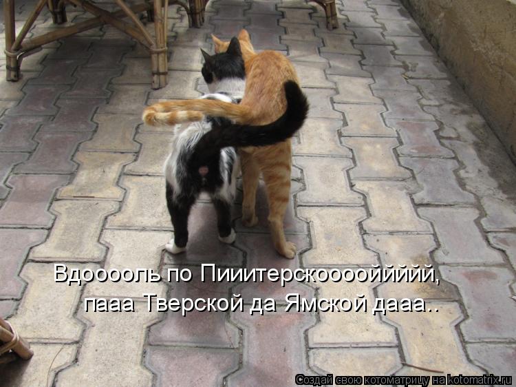 Котоматрица: Вдооооль по Пииитерскооооййййй, пааа Тверской да Ямской дааа..