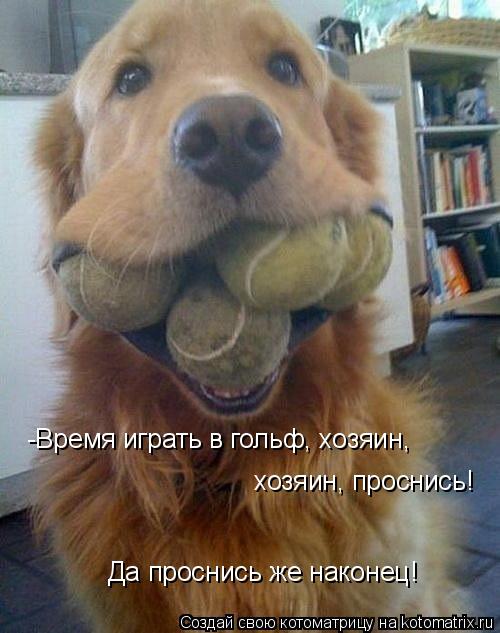 Котоматрица: -Время играть в гольф, хозяин, хозяин, проснись! Да проснись же наконец!