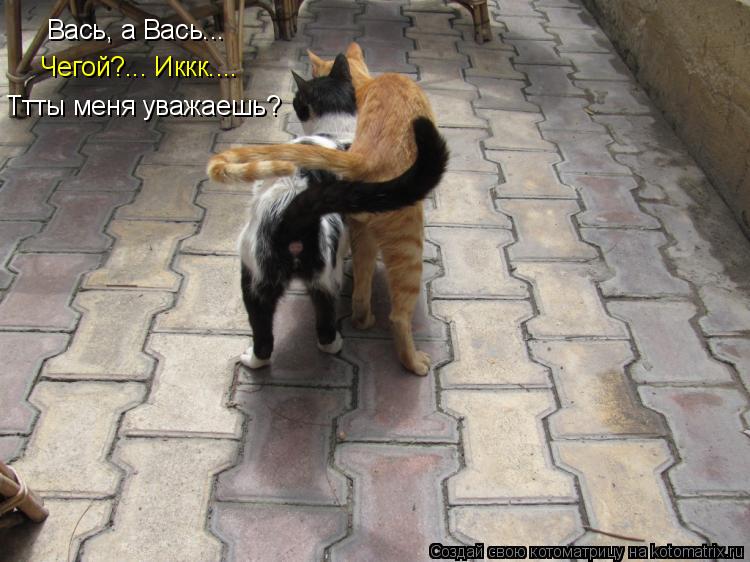 Котоматрица: Вась, а Вась... Чегой?... Иккк.... Ттты меня уважаешь?