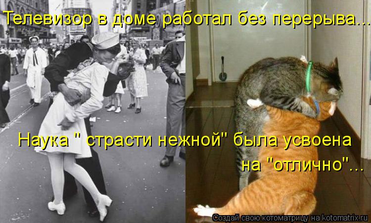 Телевизор в доме работал без перерыва... Наука " страсти нежной" была усвоена на "отлично"...... Котоматрица: Телевизор в доме работал без перерыва... Наука " страсти нежной" была усвоена на "отлично"...