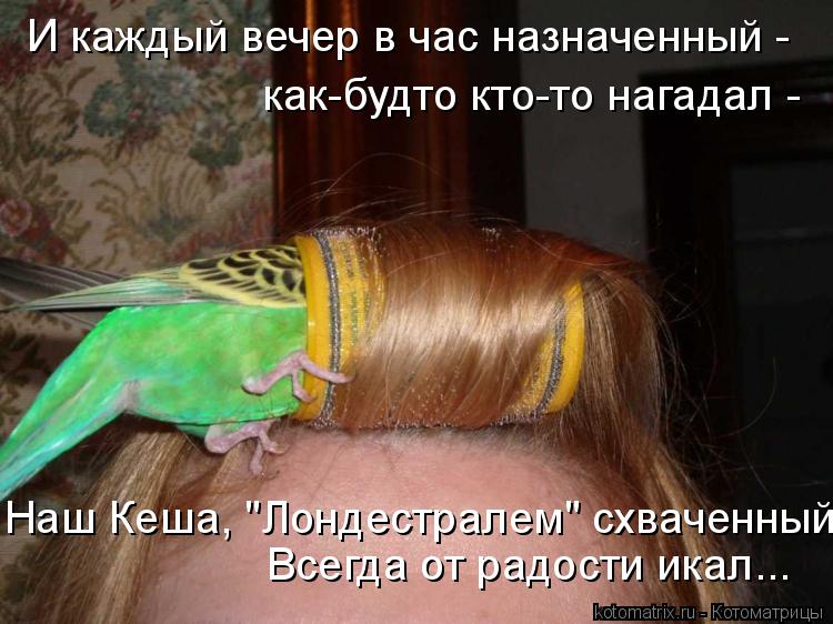 Котоматрица: Всегда от радости икал... Наш Кеша, "Лондестралем" схваченный,  И каждый вечер в час назначенный -  как-будто кто-то нагадал -
