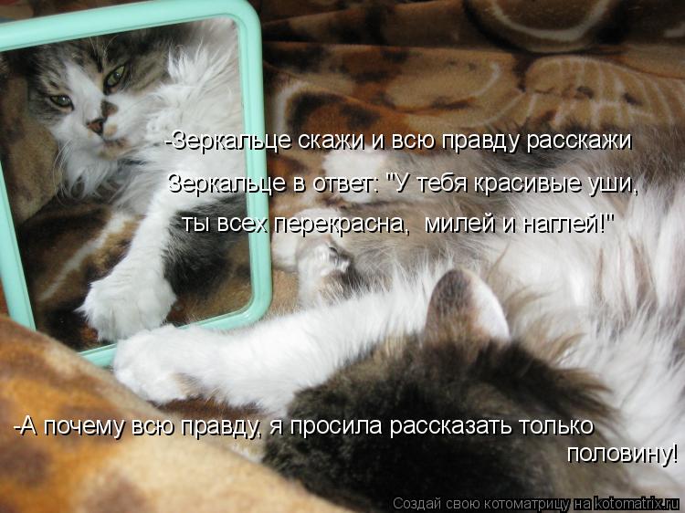Котоматрица: -Зеркальце скажи и всю правду расскажи Зеркальце в ответ: "У тебя красивые уши, ты всех перекрасна,  милей и наглей!" -А почему всю правду, я пр